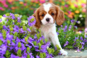 Malattie comuni del Cavalier King Charles Spaniel