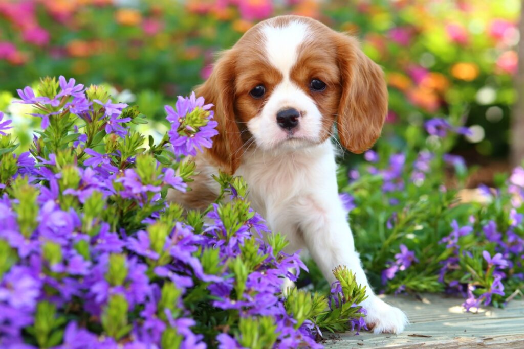 Malattie comuni del Cavalier King Charles Spaniel
