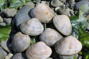 9 curiosità sulle vongole