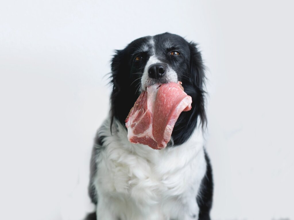 Motivi per cui il cane non dovrebbe mangiare carne arrosto