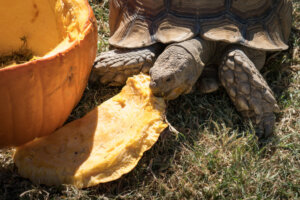 L'importanza di curare il guscio nelle tartarughe