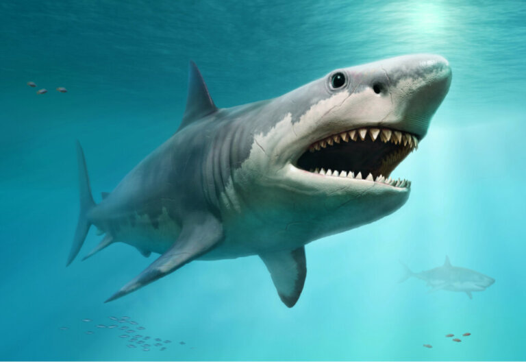 Il ruolo degli squali bianchi nell'estinzione del megalodonte