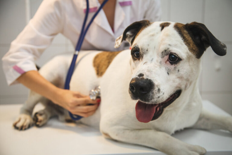 Stenosi polmonare nei cani: sintomi, diagnosi e trattamento