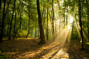 Animali indispensabili per la rigenerazione delle foreste