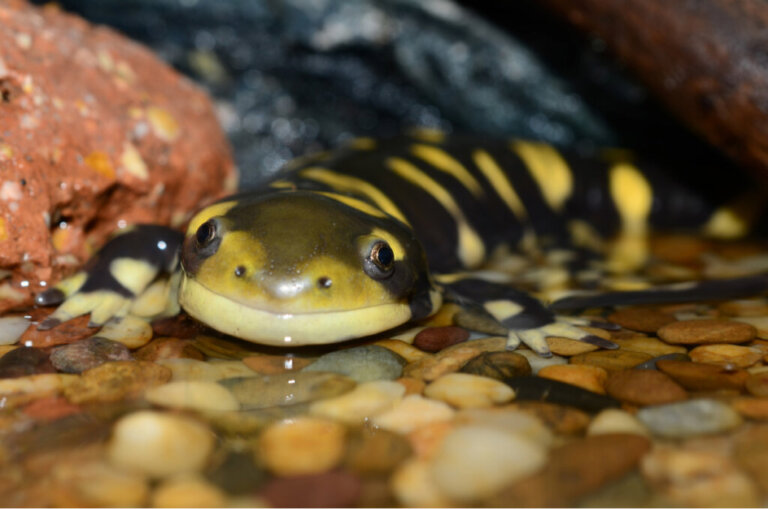 9 curiosità sulle salamandre