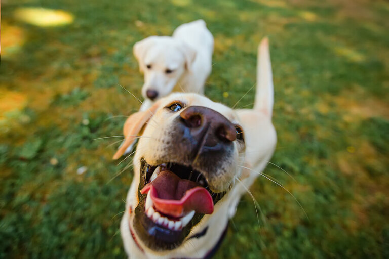 Come far avere al vostro cane dei denti bianchi