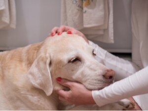 5 segnali di ictus nel cane
