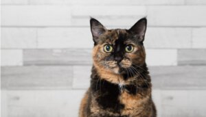 Come calcolare l'età del gatto in anni umani