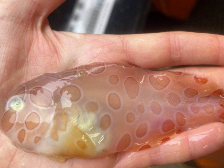 Lo strano pesce gelatinoso ritrovato nelle profondità delle gelide acque dell'Alaska