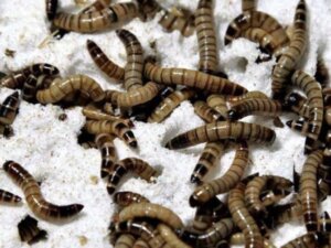 In che modo i "super vermi" trasformano il polistirene in cibo sano