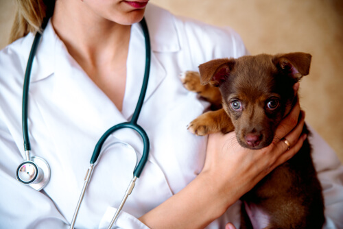 In cosa consiste la responsabilità del veterinario per negligenza?