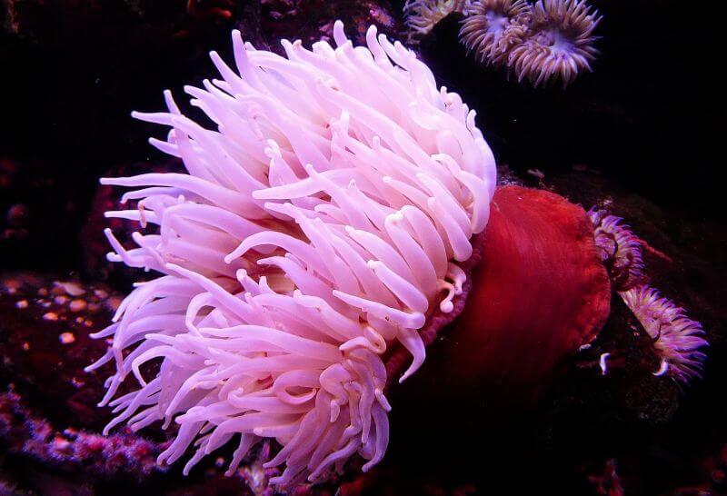 Ecco come gli anemoni di mare rilasciano i loro pungiglioni velenosi