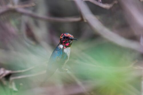 Mellisuga helenae: il colibrì più piccolo del mondo