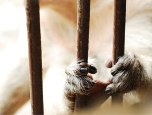 Come lo stress indotto dalla cattività cambia la fisiologia di diverse specie