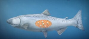 La preziosa scoperta del primo animale che può vivere senza ossigeno