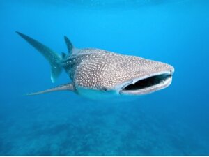 Il più grande onnivoro del mondo è un pesce