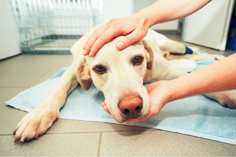 Bozzi sulla pelle dei cani: cause e trattamento
