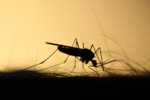 Perché le zanzare pungono alcune persone più di altre?