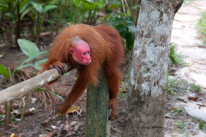 Il cacajao calvus: habitat, caratteristiche e riproduzione