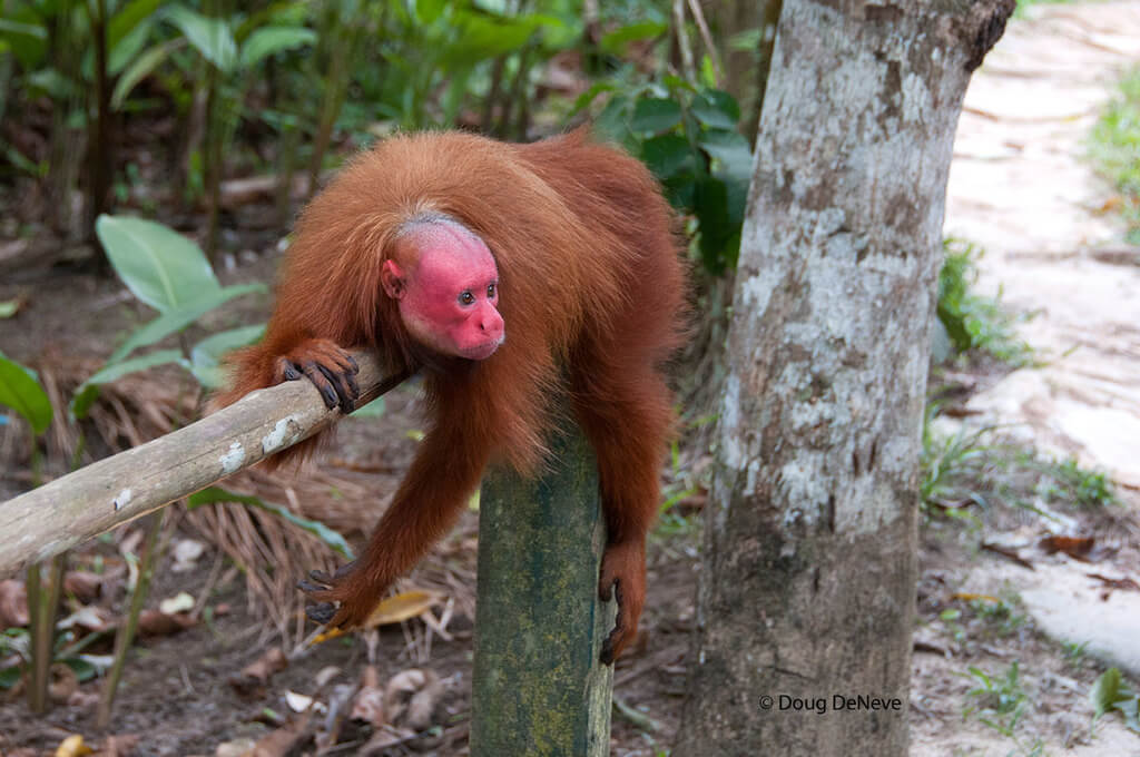 Il cacajao calvus: habitat, caratteristiche e riproduzione