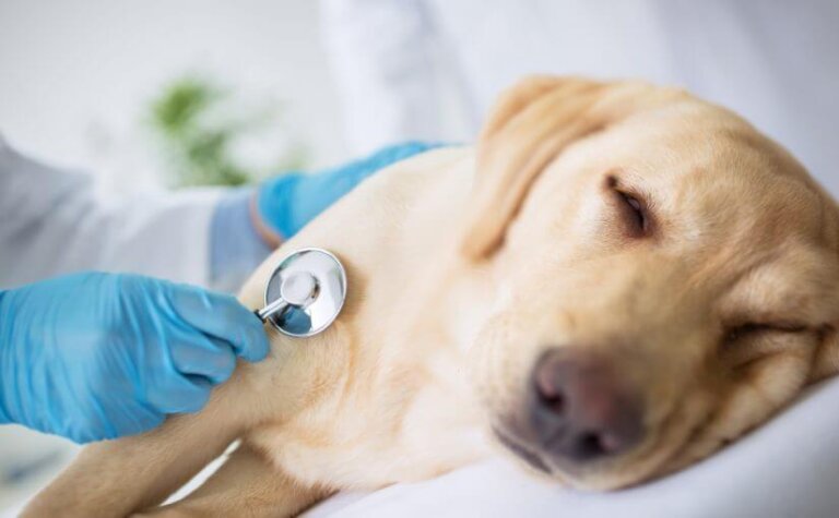 7 sintomi di occlusione intestinale nei cani