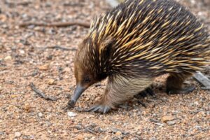 L'echidna: uno dei mammiferi più strani del mondo