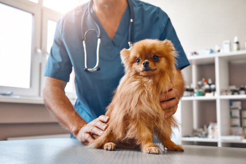 Nuova normativa sui medicinali veterinari