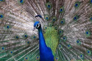 Se un pavone perde le penne della coda, ricrescono?