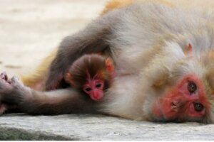 Differenze tra animali vivipari e mammiferi