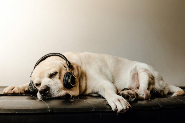Musica rilassante per cani ansiosi