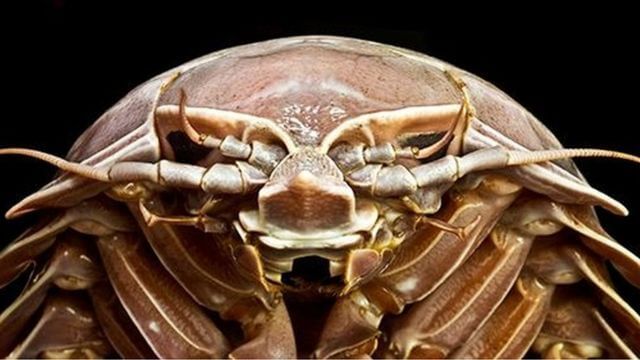 Il gigantesco “scarafaggio” scoperto in fondo al mare