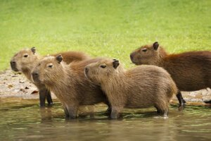 Peculiarità dell'allevamento di capibara in cattività in Sud America