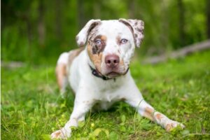 I cani possono mangiare il mango?