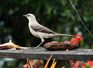 Il meraviglioso canto del tordo