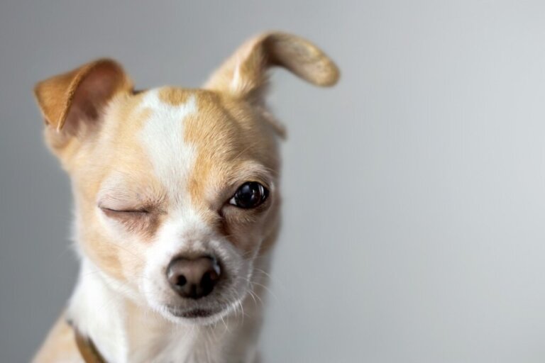Le razze di cani più longeve sono di taglia piccola: perché?
