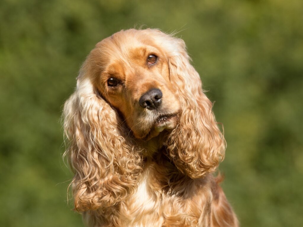 I 2 tipi di cocker spaniel