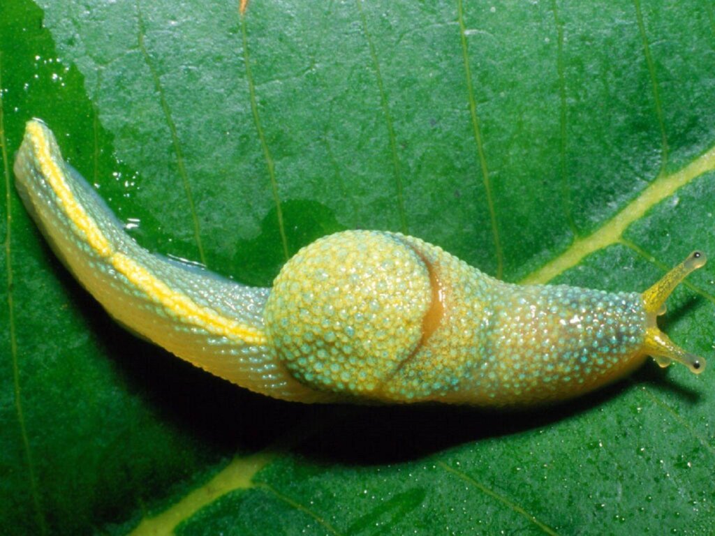 Scoprite tutto sulla lumaca ninja