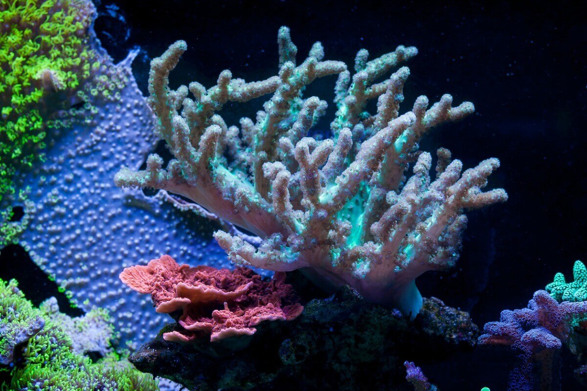 Corallo morbido