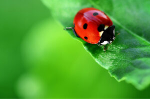 Coccinelle e disinfestazione