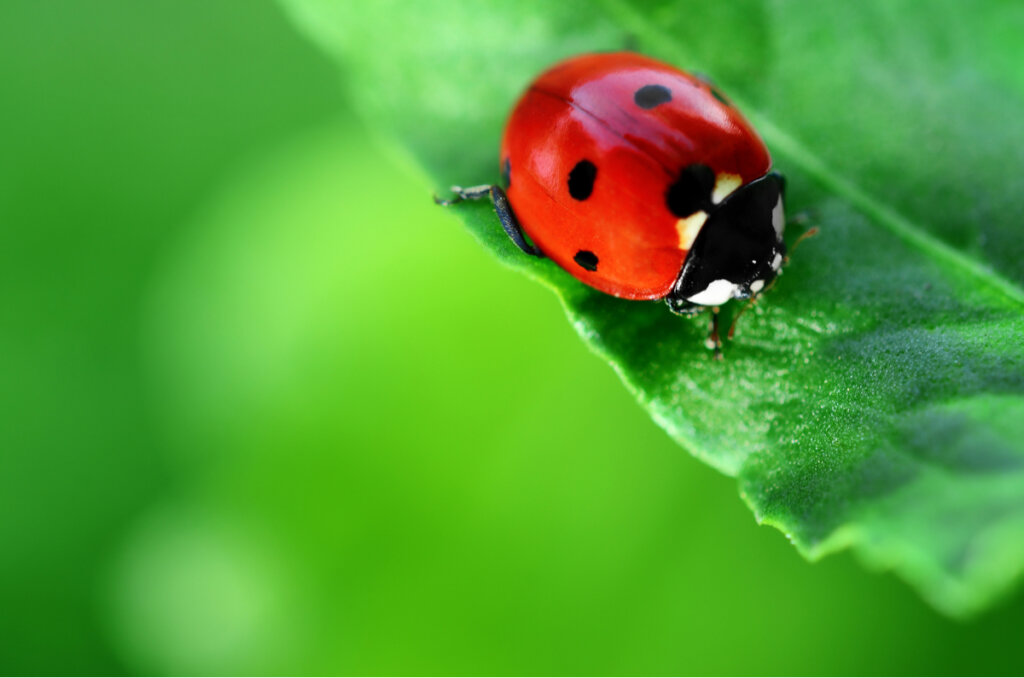 Coccinelle e disinfestazione