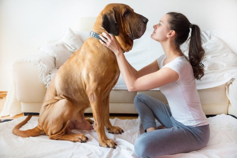 20 cose comuni che possono provocare la morte del vostro cane