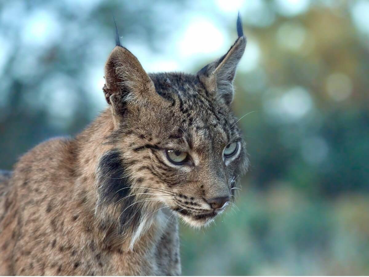 Lince iberica.