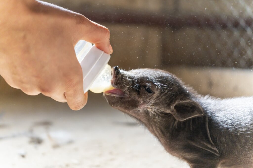 10 razze di maiali (e le loro caratteristiche)