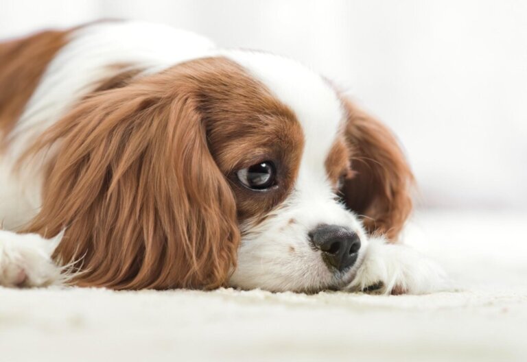 I 9 migliori rimedi per la stitichezza per cani e cuccioli