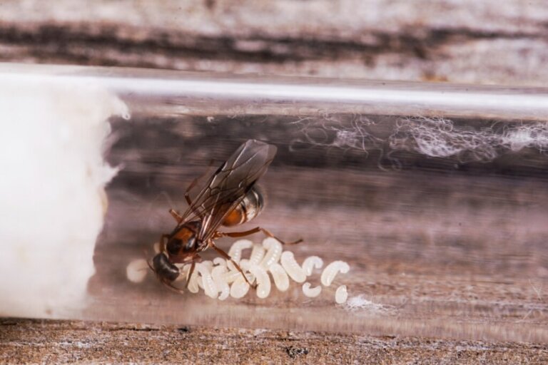 Differenze tra formica regina e formiche operaie