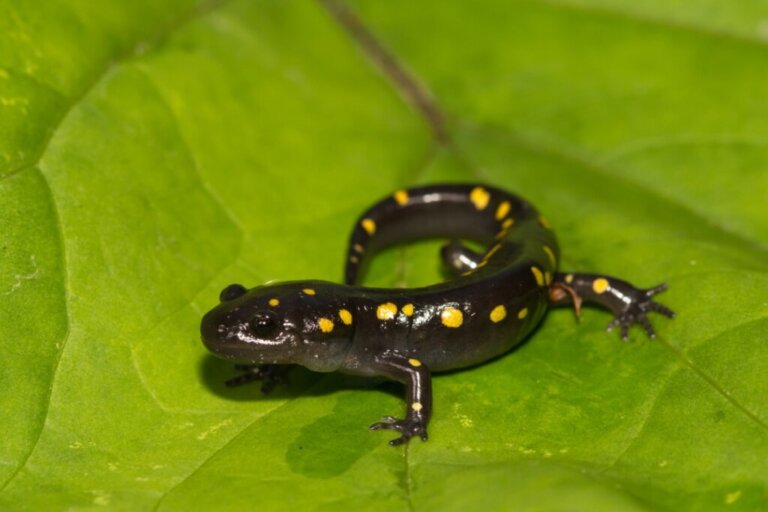 10 tipi di salamandre