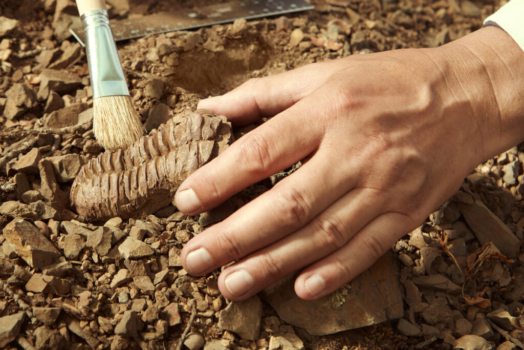 Paleontologia: uno sguardo da detective al passato