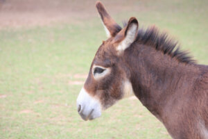 Cos'è la speciazione simpatrica?
