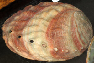L'abalone, un mollusco molto particolare