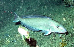 5 fatti curiosi sui pesci della famiglia Malacanthidae